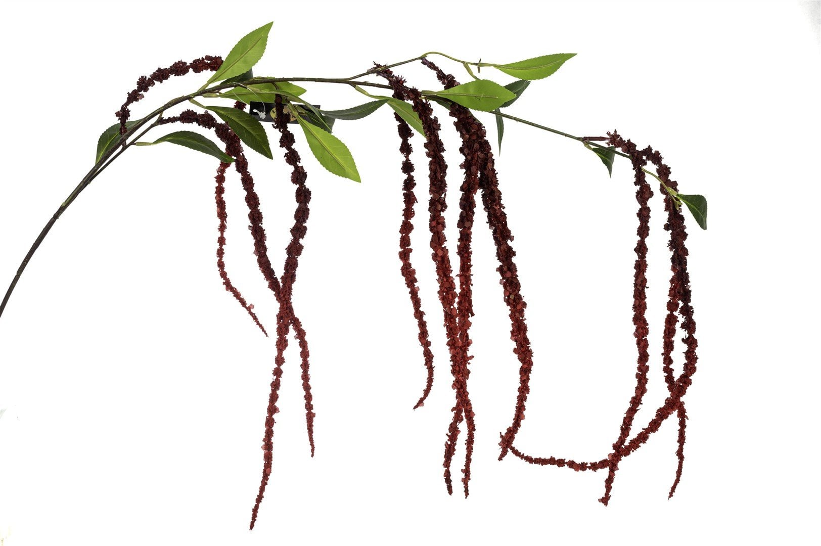 Mikasa Moor Bordo Yapay Horoz İbiği 137 cm - Mikasa Moor