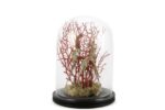 Mikasa Moor Coral Oranj Gold Dekoratif Cam Fanus 22×30 Cm