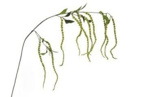 Mikasa Moor P358.122857 Yeşil Yapay Horoz Ibiği 137cm