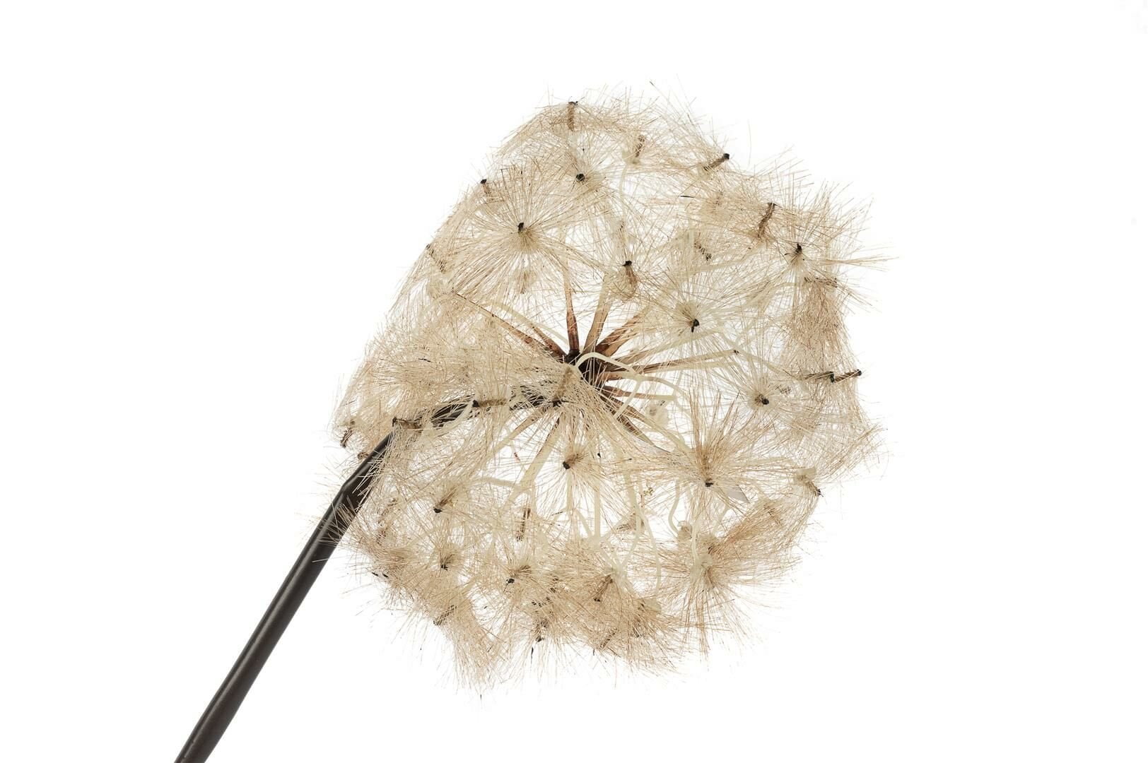 Mikasa Moor Karahindiba Gül Kurusu Yapay Çıçek 100 Cm P358 387808 Mikasa Moor Karahindiba Gül Kurusu Yapay Çıçek 100 Cm P358 387808